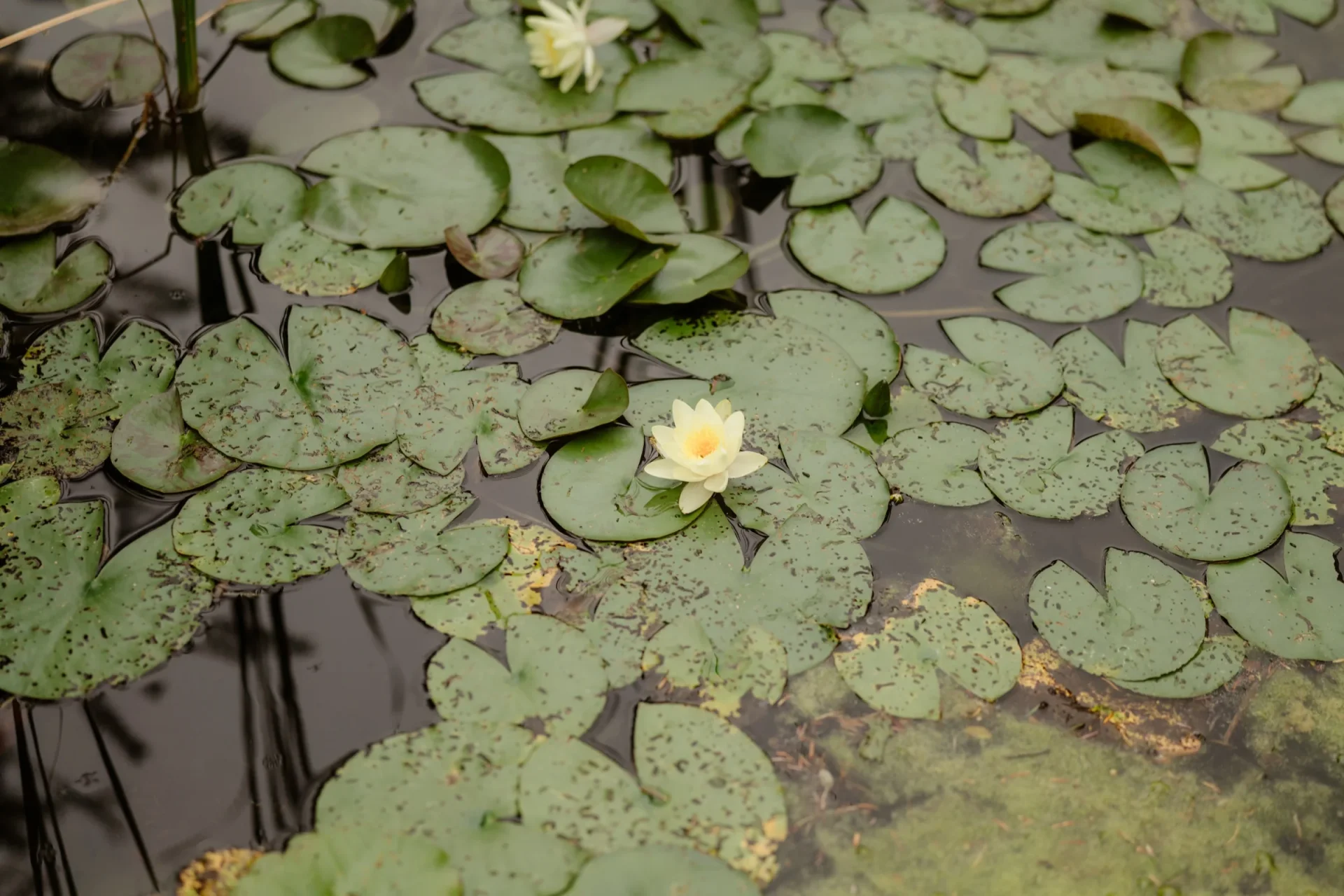 Water lilies with a pale yellow blossom floating on a dark pond