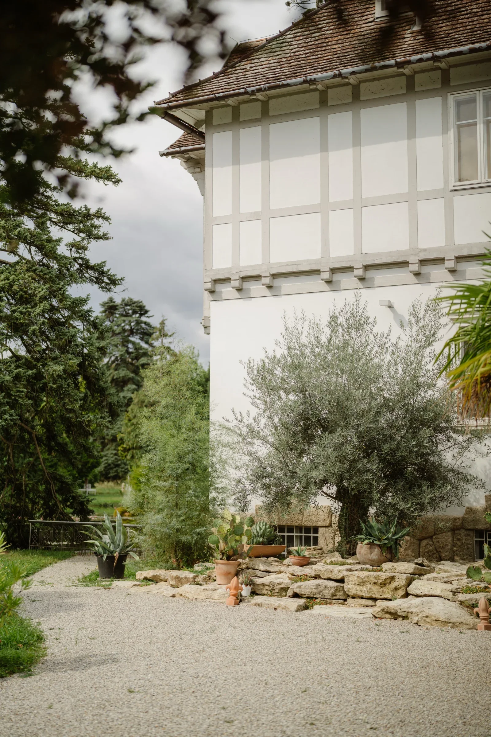 Half-timbered white castle building with an olive tree and a gravel path