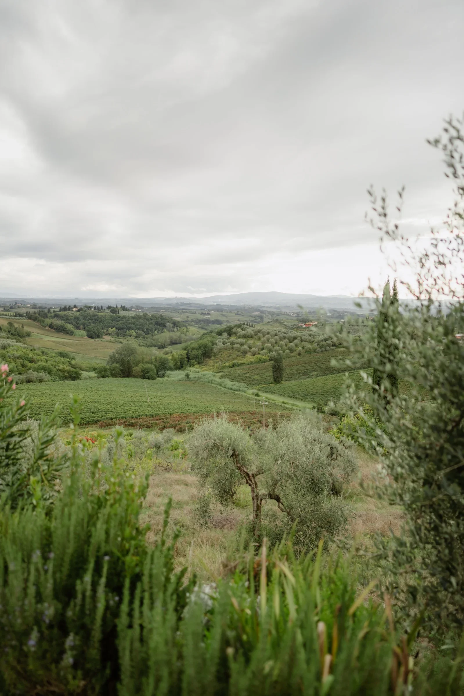 Rosemary and olive trees in the foreground, vineyards and farmhouses folding away behind